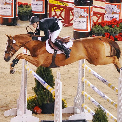 <p>JUMPING CAVALOS MADRID</p>